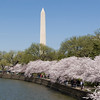 Five By Design > Contratopia in DC April 2008 photo
